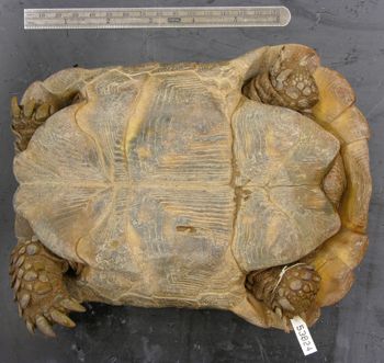 Media type: image; Herpetology R-53824